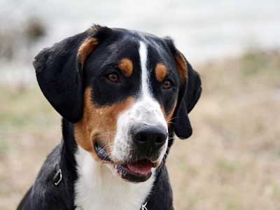 Greater Swiss Mountain Dog